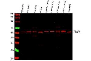 Western blot analysis of RbAp48 using anti-RbAp48 antibody (ABIN3043920). (Retinoblastoma Binding Protein 4 antibody  (C-Term))