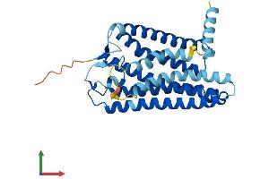 AlphaFold protein structure predicition of Human Recombinant OR8H3 Protein, UniprotID Q8N146 (OR8H3 Protein (AA 1-312) (His tag))