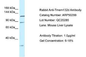 WB Suggested Anti-Tmem132d Antibody   Titration: 1. (TMEM132D antibody  (Middle Region))