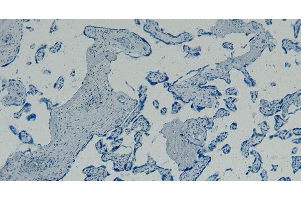 GBX2 antibody  (Internal Region)