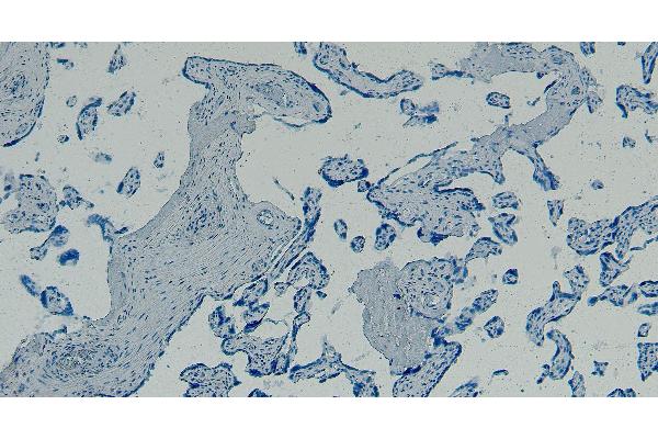 GBX2 Antikörper  (Internal Region)