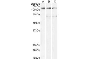 ABIN5539567 (1µg/ml) staining of U937 (A) and (0.