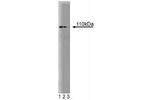 Western blot analysis of LRP on human endothelial lysate. (MVP antibody  (AA 403-592))