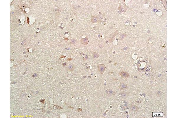 Neuroglobin antibody  (AA 51-151)