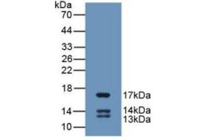 WB of Protein Standard: different control antibodies against Highly purified E. (Urocortin 2 ELISA Kit)