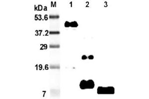 Western blot analysis using anti-RELM-β (mouse), mAb (MRB 46L)  at 1:2'000 dilution. (RETNLB antibody)