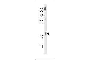 Western blot analysis of FA96B Antibody (N-term) (ABIN653317 and ABIN2842809) in  cell line lysates (35 μg/lane). (FAM96B antibody  (N-Term))