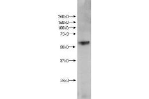 Western Blot of Rabbit anti-KMO antibody.
