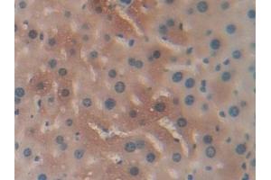 Detection of CBG in Mouse Liver Tissue using Polyclonal Antibody to Corticosteroid Binding Globulin (CBG) (SERPINA6 antibody  (AA 268-391))