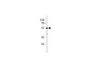 CYP26C1 Antibody (C-term) (ABIN392377 and ABIN2842010) western blot analysis in K562 cell line lysates (35 μg/lane). (CYP26C1 antibody  (C-Term))