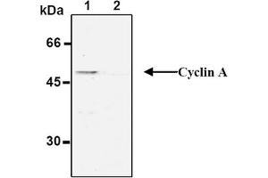Western Blotting (WB) image for anti-Cyclin A2 (CCNA2) antibody (Biotin) (ABIN2853583) (Cyclin A antibody  (Biotin))