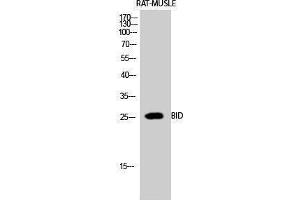Western Blotting (WB) image for anti-BH3 Interacting Domain Death Agonist (BID) (Internal Region) antibody (ABIN3172738) (BID antibody  (Internal Region))