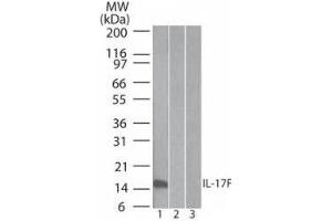 IL17F antibody