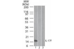 Western Blotting (WB) image for anti-Interleukin 17F (IL17F) antibody (ABIN1043780) (IL17F antibody)