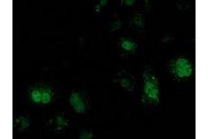 Anti-ATP6V1F mouse monoclonal antibody (ABIN2454118) immunofluorescent staining of COS7 cells transiently transfected by pCMV6-ENTRY ATP6V1F (RC210728). (ATP6V1F antibody)