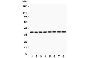 Western blot testing of Cyclin D3 antibody and Lane 1:  rat testis;  2: (r) thymus;  3: (r) lung;  4: (r) ovary;  5: human Jurkat;  6: (h) A549;  7: (h) MCF-7;  8: (h) HeLa lysate (Cyclin D3 antibody  (AA 136-292))