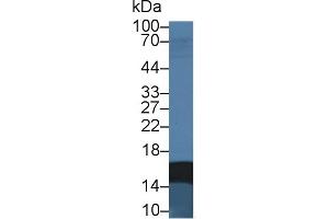 Western Blotting (WB) image for anti-Fatty Acid Binding Protein 2, Intestinal (FABP2) (AA 2-132) antibody (ABIN7426604)