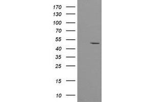 Image no. 1 for anti-Protein O-Fucosyltransferase 2 (POFUT2) antibody (ABIN1500327) (POFUT2 antibody)