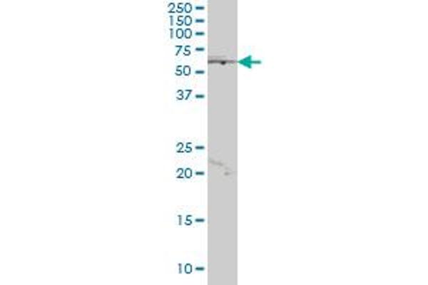 JRKL antibody  (AA 426-524)