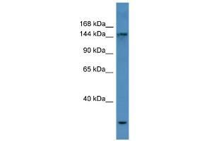 WB Suggested Anti-COL4A3 Antibody Titration: 0. (COL4a3 antibody  (N-Term))