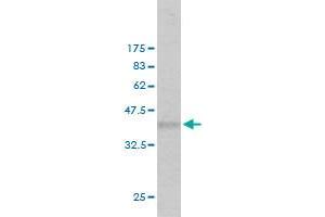 Western Blot detection against Immunogen (36. (EXT2 antibody  (AA 216-315))