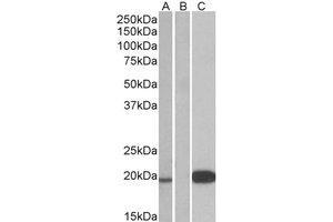 Western Blotting (WB) image for anti-Urocortin 3 (UCN3) (Internal Region) antibody (ABIN2466572) (UCN3 antibody  (Internal Region))