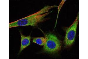 Immunofluorescence (IF) image for anti-Prohibitin (PHB) antibody (ABIN969353)