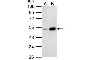 BMP4 antibody