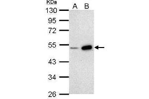 WB Image Sample (30 ug of whole cell lysate) A: NIH-3T3 B: JC 10% SDS PAGE antibody diluted at 1:1000 (BMP4 antibody)