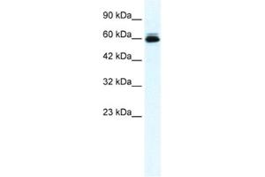 Western Blotting (WB) image for anti-Potassium Voltage-Gated Channel, Subfamily H (Eag-Related), Member 5 (KCNH5) antibody (ABIN2461156) (KCNH5 antibody)