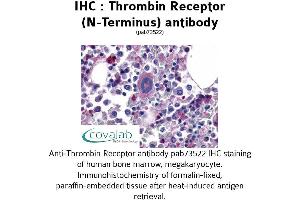 Image no. 1 for anti-Coagulation Factor II (thrombin) Receptor (F2R) (Extracellular Domain), (N-Term) antibody (ABIN1740048)