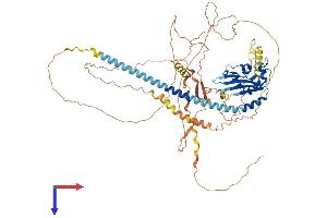 AlphaFold protein structure predicition of Human Recombinant TSPYL2 Protein, UniprotID Q9H2G4 (TSPY-Like 2 Protein (TSPYL2) (AA 1-693) (His tag))