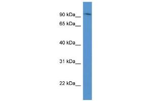 WB Suggested Anti-ADAM8 Antibody Titration: 0. (ADAM8 antibody  (N-Term))