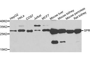 Western blot analysis of extracts of various cells, using SPR antibody. (SPR antibody)