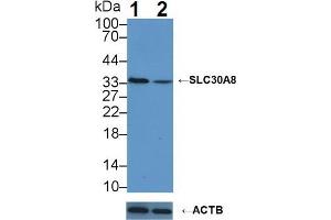 Western Blotting (WB) image for anti-Solute Carrier Family 30 (Zinc Transporter), Member 8 (SLC30A8) (AA 263-369) antibody (ABIN7435796)