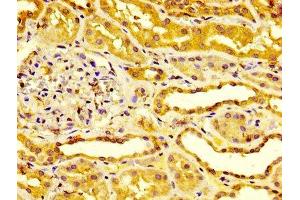 IHC image of ABIN7151735 diluted at 1:400 and staining in paraffin-embedded human kidney tissue performed on a Leica BondTM system. (ESM1 antibody  (AA 20-184))