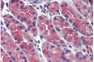 Anti-ERP44 / TXNDC4 antibody  ABIN1048579 IHC staining of human stomach. (ERP44 antibody  (Internal Region))