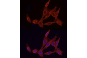 Immunofluorescence (IF) image for anti-Apoptotic Peptidase Activating Factor 1 (APAF1) (AA 1-250) antibody (ABIN1678685)