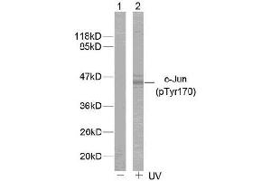 Image no. 1 for anti-Jun Proto-Oncogene (JUN) (pTyr170) antibody (ABIN196651) (C-JUN antibody  (pTyr170))