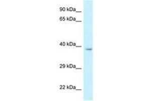 Image no. 1 for anti-Retinol Dehydrogenase 10 (All-Trans) (RDH10) (AA 242-291) antibody (ABIN6747672)