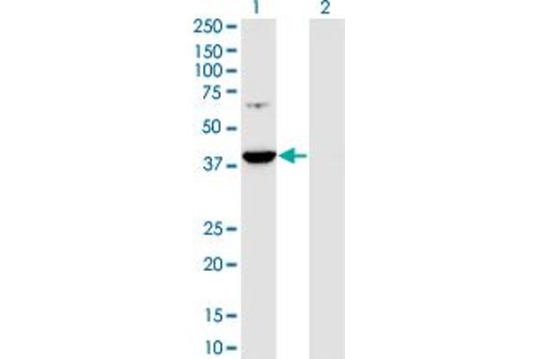 PRPSAP1 antibody  (AA 175-266)