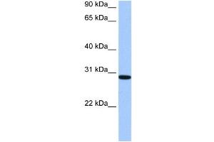 RALYL antibody used at 0. (RALYL antibody  (C-Term))