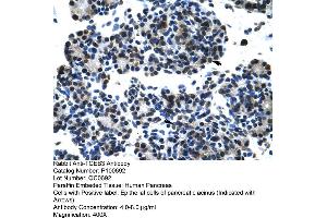 Human Pancrease (TCEB3 antibody  (C-Term))