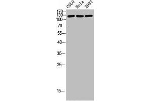 Western Blot analysis of COLO HELA 293T cells using Phospho-HDAC5/9 (S259/220) Polyclonal Antibody (HDAC9 antibody  (pSer220, pSer259))
