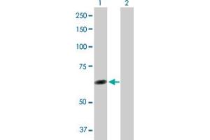 Western Blot analysis of TTC8 expression in transfected 293T cell line by TTC8 MaxPab polyclonal antibody. (TTC8 antibody  (AA 1-505))