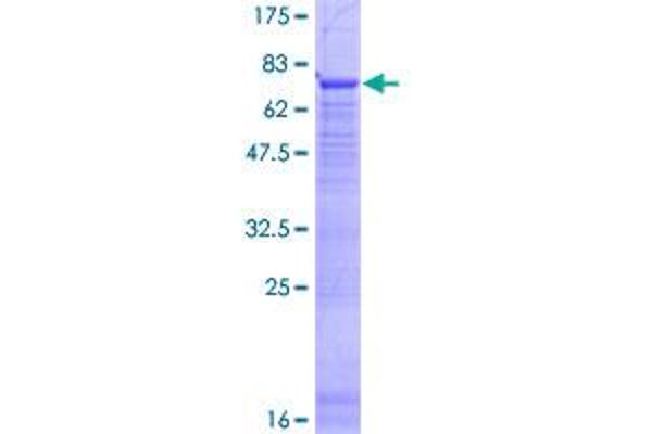 PTPLB Protein (AA 1-254) (GST tag)