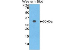 Western Blotting (WB) image for anti-Glutathione S-Transferase mu 3 (Brain) (GSTM3) (AA 8-223) antibody (ABIN1859094) (GSTM3 antibody  (AA 8-223))