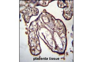 ARFIP1 Antibody (Center) (ABIN656916 and ABIN2846111) immunohistochemistry analysis in formalin fixed and paraffin embedded human placenta tissue followed by peroxidase conjugation of the secondary antibody and DAB staining. (ARFIP1 antibody  (AA 147-176))