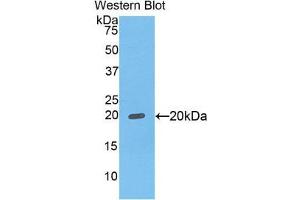 Western Blotting (WB) image for anti-Fc Fragment of IgG Binding Protein (FCGBP) (AA 5176-5344) antibody (ABIN1858831)