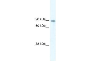 Western Blot showing STAT5B antibody used at a concentration of 5.
